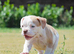 Olde English bulldog puppies !!