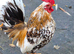 Free Chickens