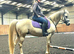 Beautiful fun gelding
