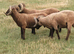 Manx Loughton shearling rams