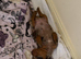 GORGEOUS MINIATURE DACHSHUND PUPPIES