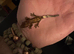 Crested geckos