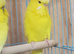 Latino yellow breeder pair