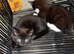 Ragdoll cross russian blue kittens