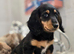 Miniture dachshund puppies ready now