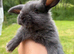 Mini lop cross English Spot