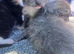 Beautiful x Russian blue kittens
