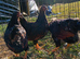 Black laced wynadotte bantam trio