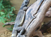 Chuckwalla at Birmingham Reptiles