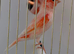 2025 male harlequin