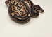 2025 Fire cinnamon 100% het albino royal python
