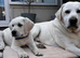 Labrador and Golden mix puppy