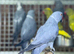 Grey ring neck