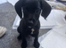 Puppy cockerjack