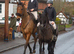 14.1 mare Welsh D X Fell
