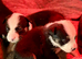 BULLDOG X BORDER COLLIE PUPPIES