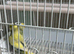 Budgies