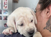 CANE CORSO PUPPIES LOOKING FOR THEIR FOREVER HOMES