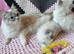 Beautiful GCCF Registered Ragdoll Kittens.