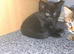 2 kittens for new home