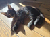 Beautiful Maine coon kittens