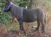 Registered mini gelding