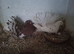 Fantail