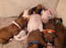 Ready THIS week! Quality KC Registered White Boxer Puppies