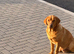 Labrador x cocker spaniel