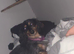 4 year old miniature Dachsound female