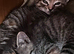 2 tabby kittens