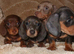 Full dachshunds
