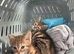 Lilac x Tabby Kittens Bengal Style Fluffy Bonded Pair