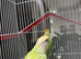 Pair of love birds with cage