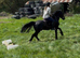 WILLETTS BLACK MAGIC 14hh - Welsh C