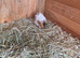 Female guinea pigs