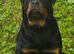 Rottweiler male from world class kennels
