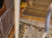 Bonded Breeding pair conure