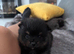 Pomeranian puppies