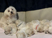 Maltese puppy last male