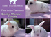 Baby Mini Lop Bunnies - Reserve now - Homes 10/06
