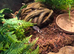 Young blue tongue skink +vivarium
