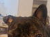 Buddy