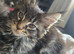 Beautiful Tica Maincoon Kittens