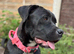 Bullmastiff x Staffy Young Female Dog