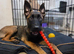 Working-Line Belgian Malinois Puppy. Experienced Home Required