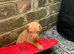 Hungarian vizsla