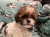 Lhasa apso puppies for sale