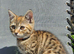 Kittens x British blue shorthairs crossed