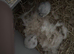 I have two boy hamsters for sale